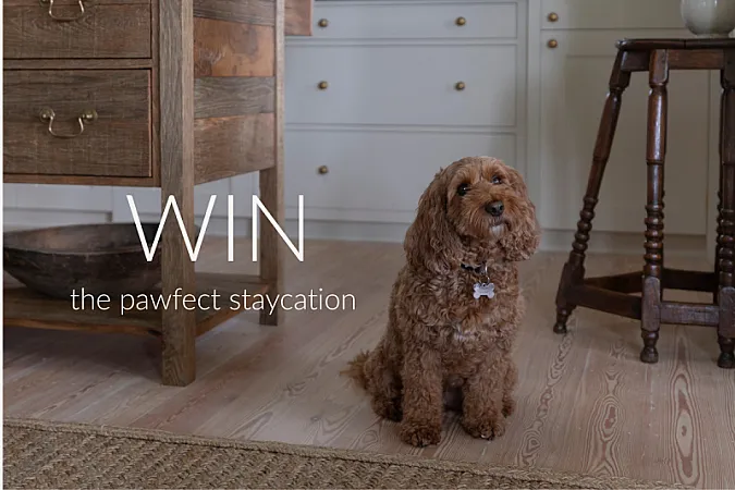 Win £500 for a C&C Paws Dog-Friendly Staycation Package