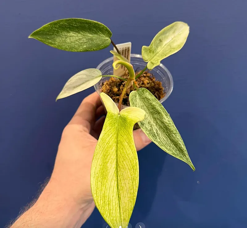 Win 2 x plant prizes