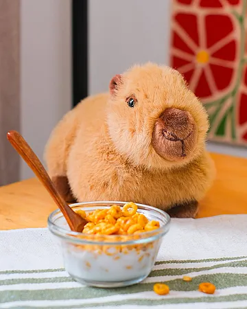 Prize image for Win 3 Chattie Capybara Plushies