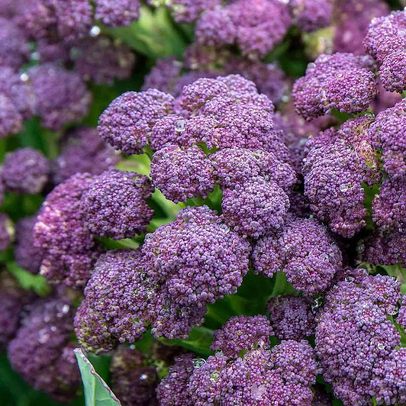 Win an autumn planting grow your own bundle