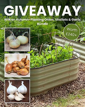 Prize image for Win an Autumn-Planting Onion, Shallots & Garlic Bundle