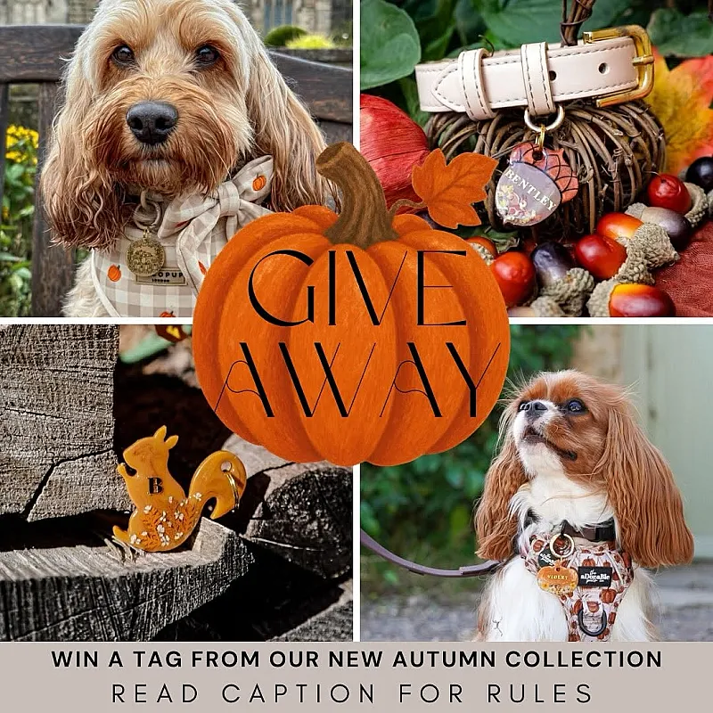 Win a Dog Tag
