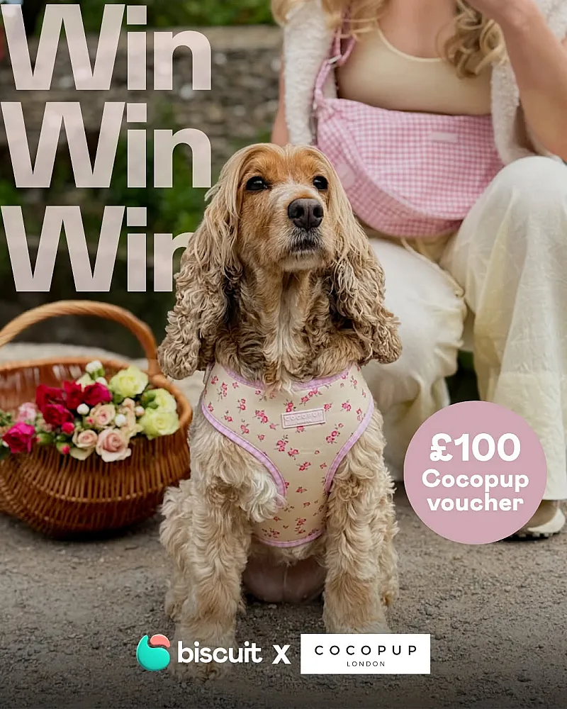Win a £100 Cocopup Voucher