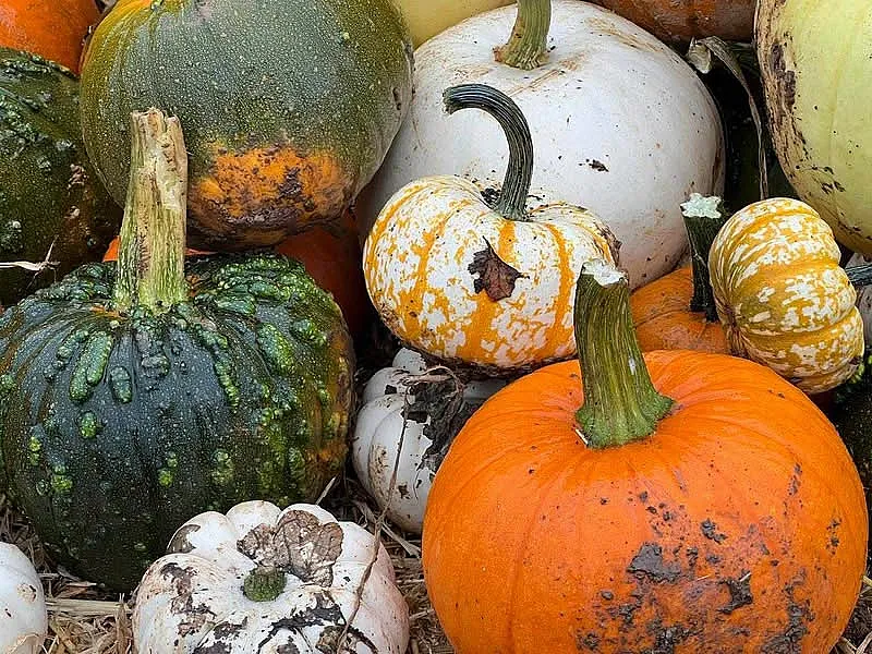 Win Pumpkin Picking Tickets