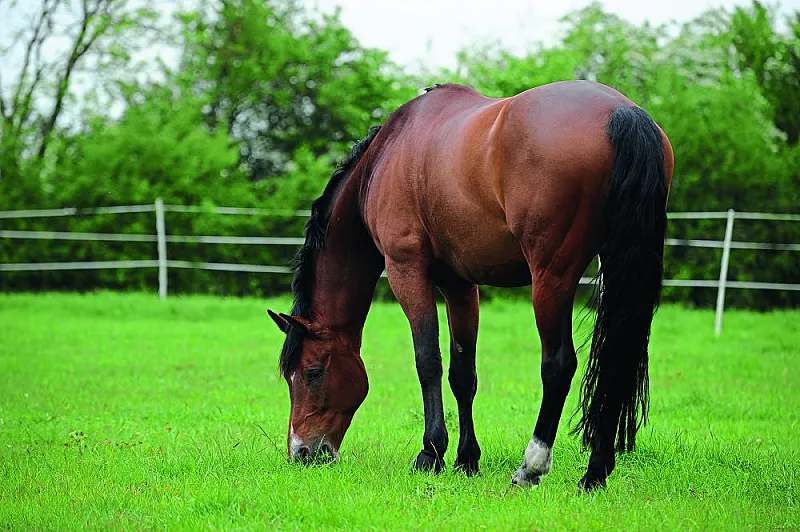 Win 1 of 10 gut-health boosts for your horse