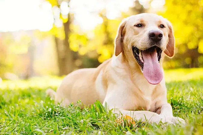 Prize image for Win a Dog First Aid Course Worth £39