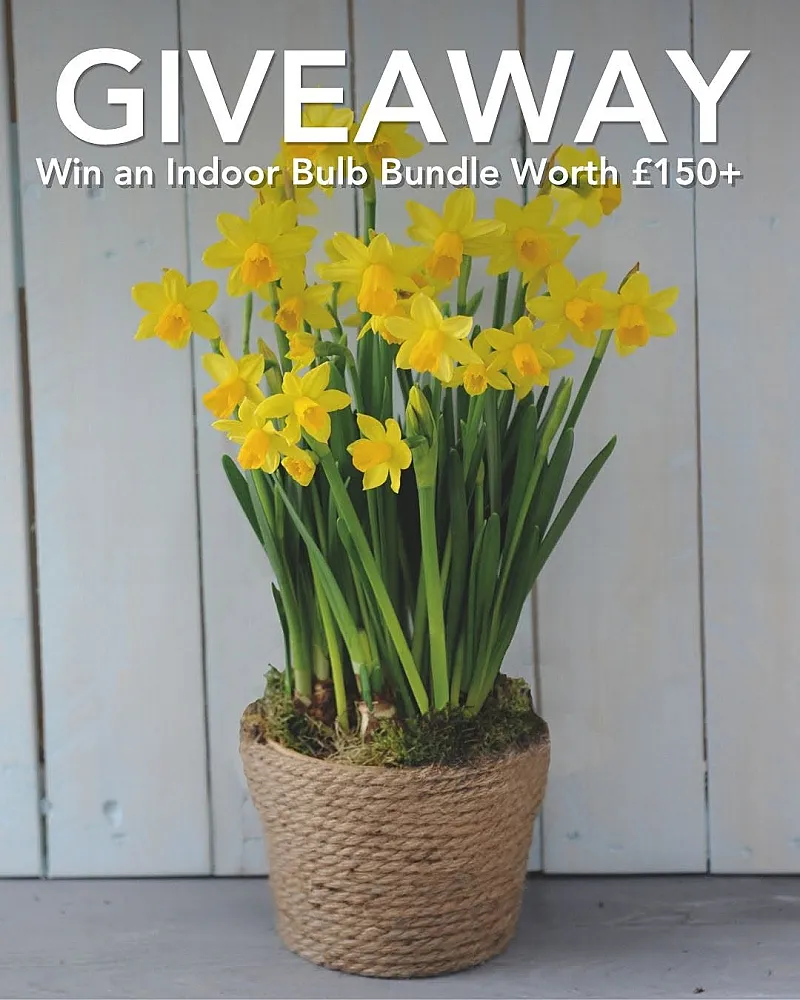 Win an Indoor Bulb Bundle