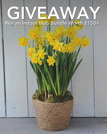 Win an Indoor Bulb Bundle