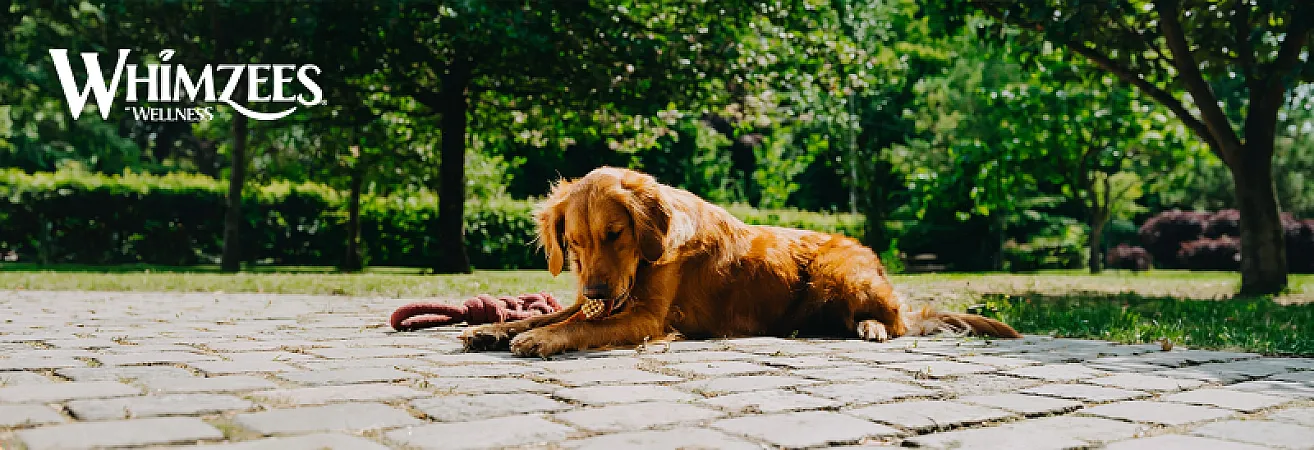 Prize image for Win a Year’s Supply of WHIMZEES Daily Dental Treats!