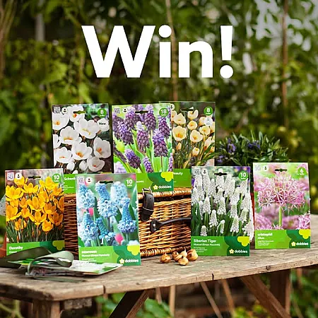 Prize image for Win a Selection of Popular Spring Bulbs!