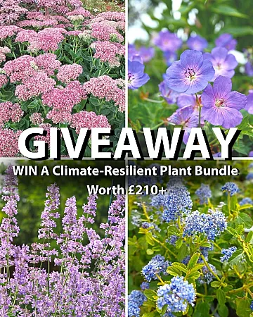 Prize image for Win a climate-resistant plant bundle
