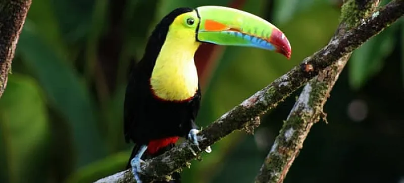Win an 8-Day Holiday for Two to Costa Rica Incl. Flights & Excursions