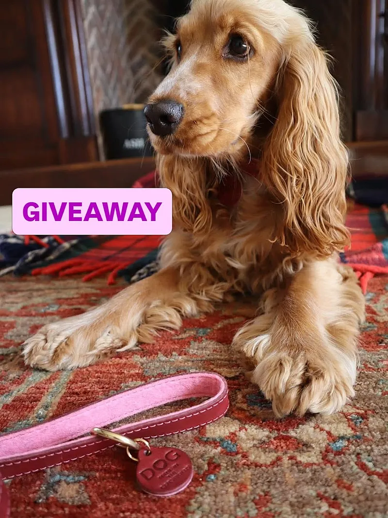 Win a DOG Leather Collar & Lead Set, Handmade in the Cotswolds