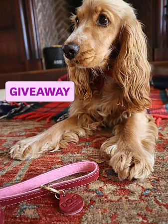 Prize image for Win a DOG Leather Collar & Lead Set, Handmade in the Cotswolds