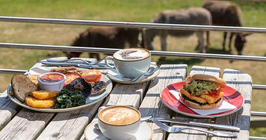 Prize image for Win lunch at The Donkey Sanctuary, Sidmouth