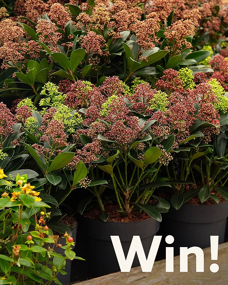 Win 1 of 3 Skimmia Double Diamond (2-litre) plants