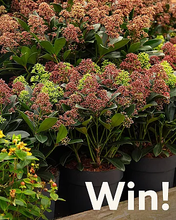 Win 1 of 3 Skimmia Double Diamond (2-litre) plants