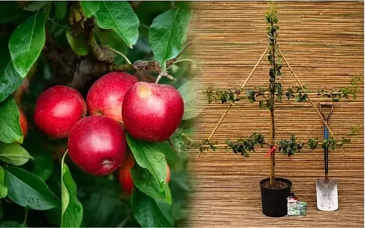 Prize image for Win an Apple Espalier Tree with Accessories and RHS Tickets
