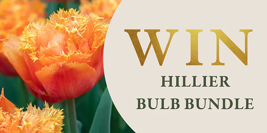 Prize image for Win a spring bulbs bundle from Hillier