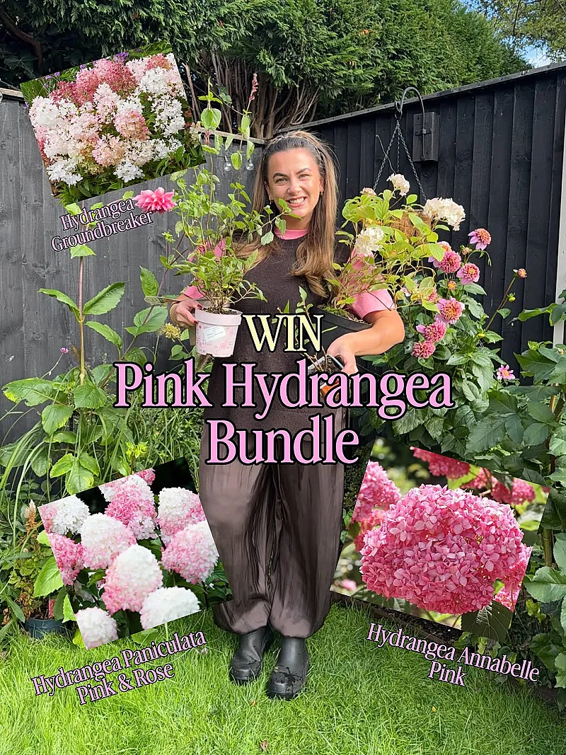 Win a PINK Hydrangea Bundle for your garden