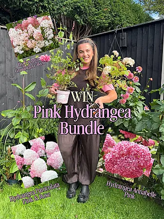 Prize image for Win a PINK Hydrangea Bundle for your garden