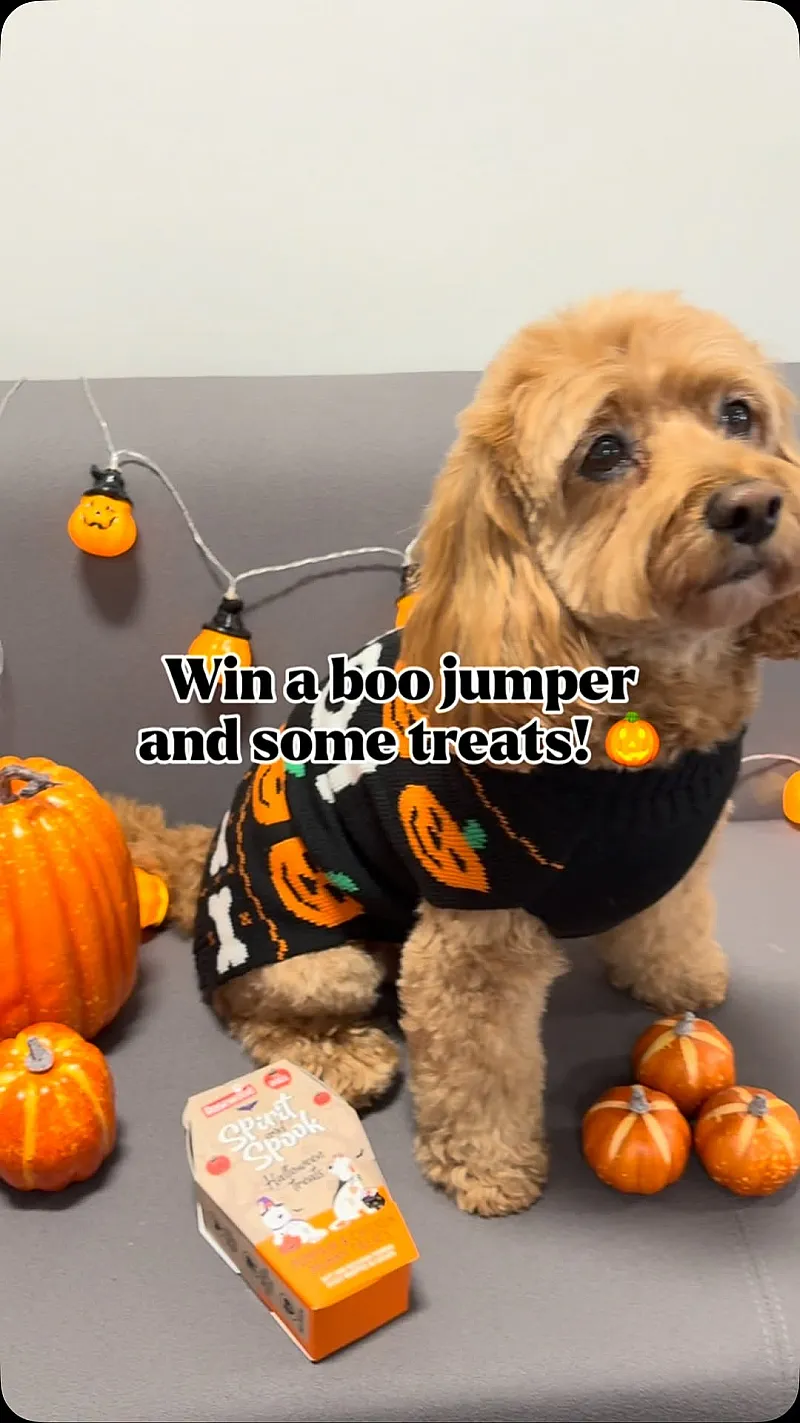 Win spooky dog prizes