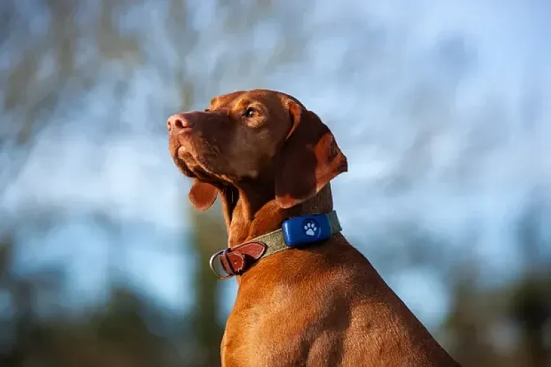 Win a PitPat Dog GPS Tracker