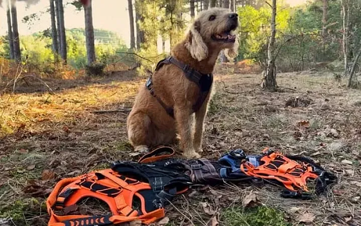 Prize image for Win Five Fellwalker Harnesses and Five Leads