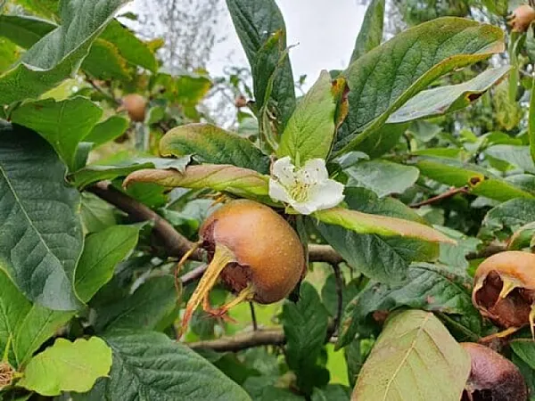 Win a Medlar Tree