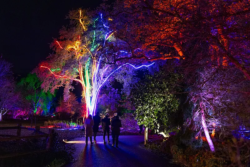 Win a family ticket to see Glow at RHS Wisley