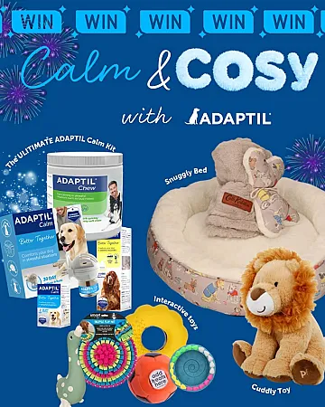 Prize image for Win an ADAPTIL Calm Kit for Your Dog