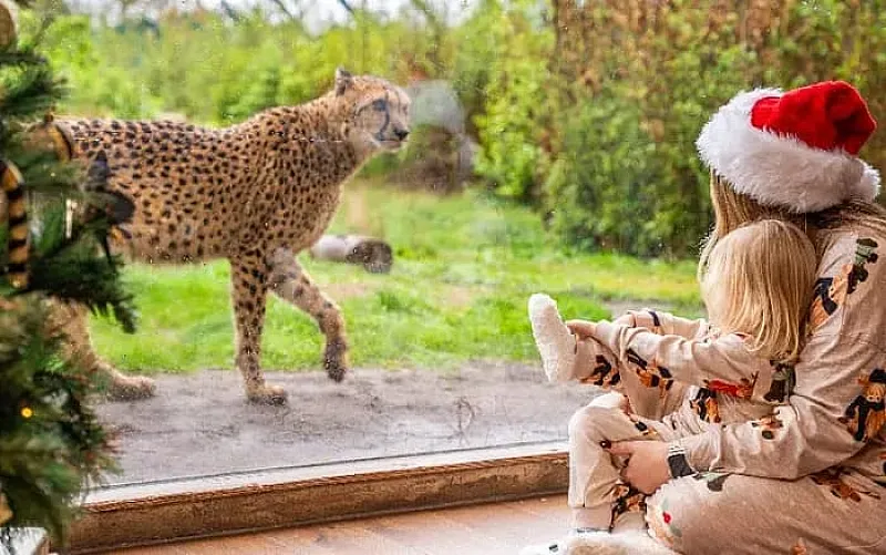 Win Family Christmas Safari Stay at West Midlands Safari Park