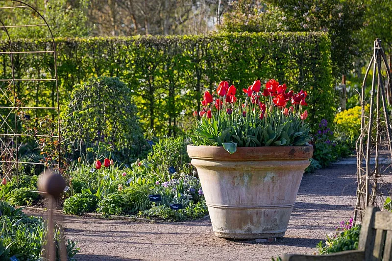 Win a family ticket for four to an RHS Garden near you