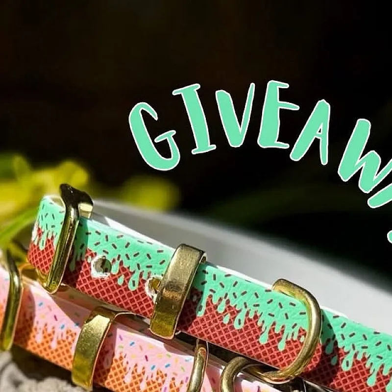 Win an IcePop Hearts Tag and Ice Cream Biothane Collar