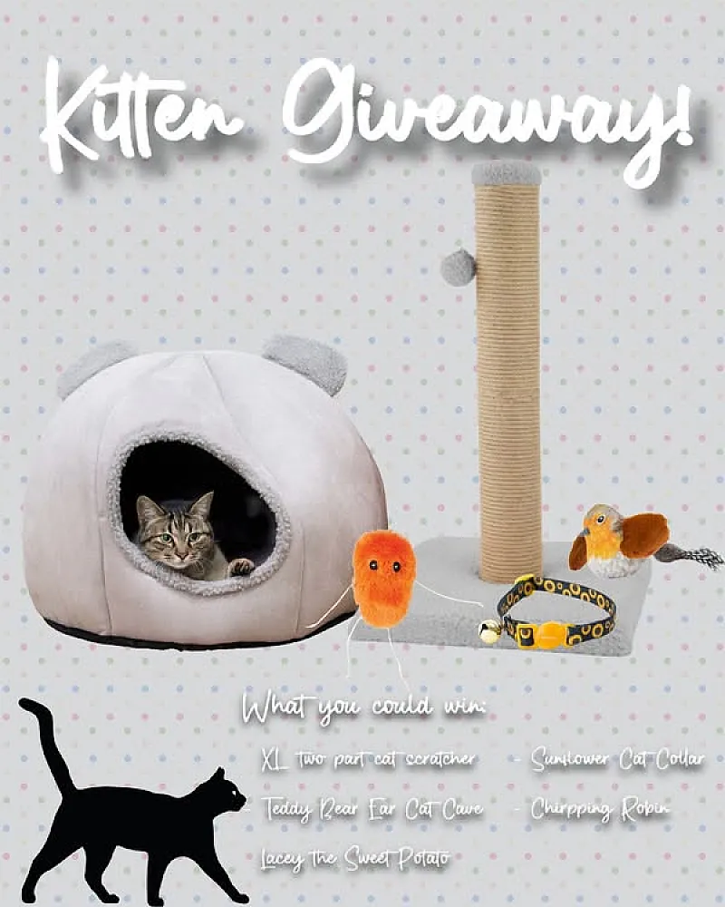 Win a Bundle of Kitten Goodies