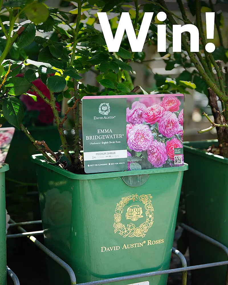 Win 1 of 3 David Austin roses