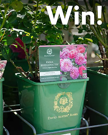 Win 1 of 3 David Austin roses