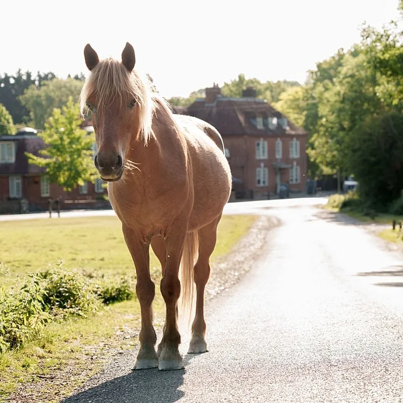 Win a New Forest stay & cream tea at The Bell Inn