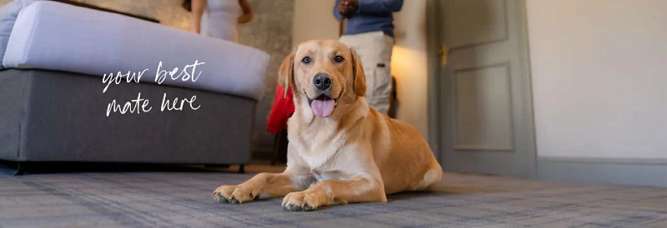 Prize image for Win a Two-Night Dog-Friendly Stay