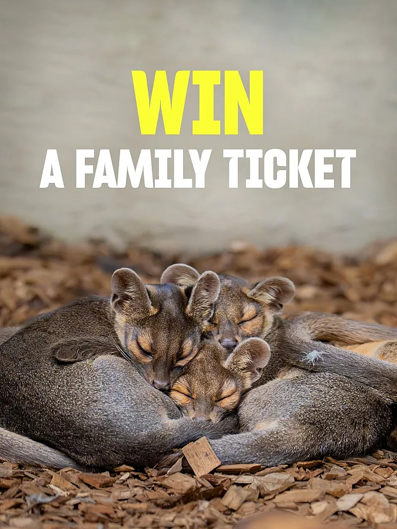 Win a Family Ticket to Chester Zoo