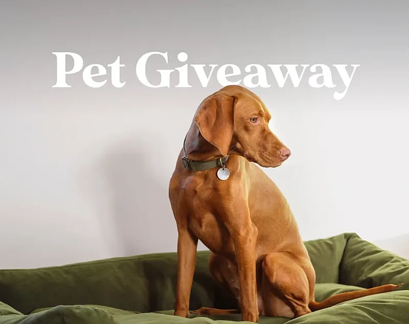Win a Dog Basket, Furbo 360 Dog Camera plus Nanny Subscription
