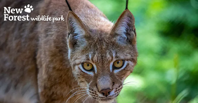 Win a Family Ticket to New Forest Wildlife Park