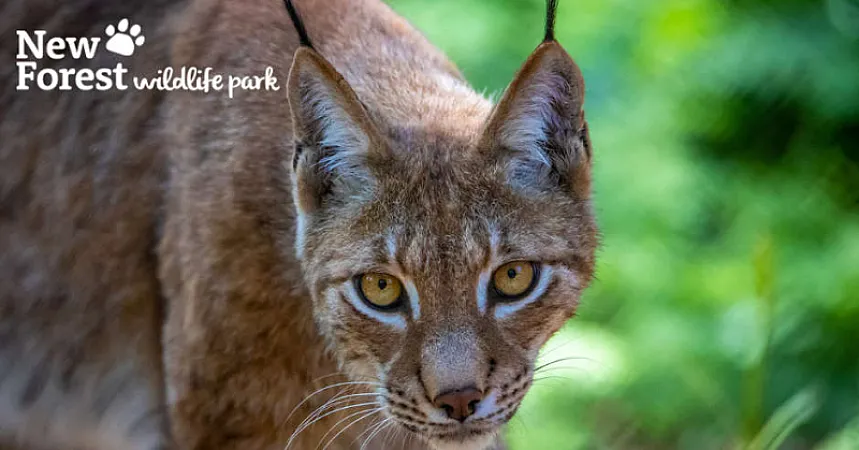 Win a Family Ticket to New Forest Wildlife Park