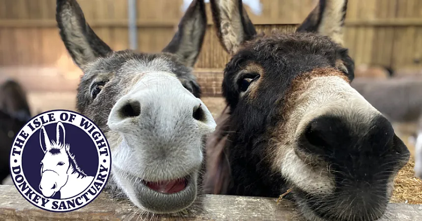 Win a Family Ticket to The Isle of Wight Donkey Sanctuary