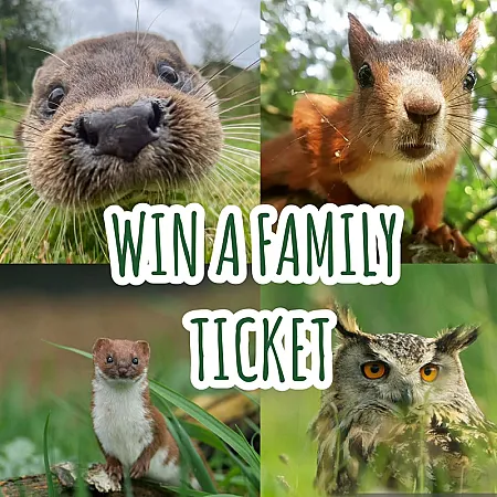 Prize image for Win a Family Entry Ticket to the British Wildlife Centre