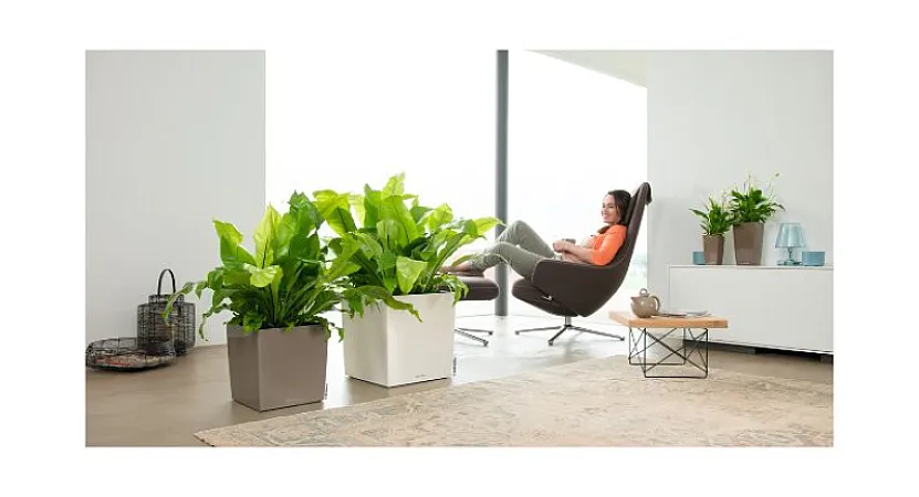Win a Self-Watering Planter from Lechuza