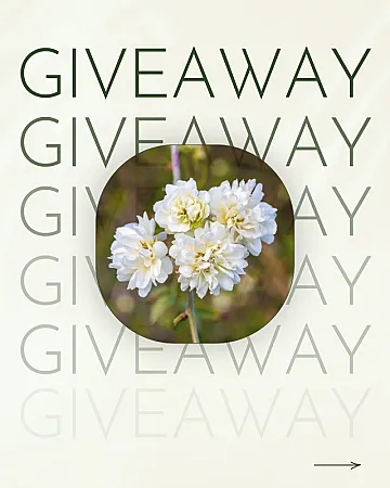 Prize image for Win a Rose Banksiae 'Alba' Climbing Rose