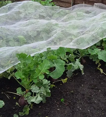 Win Insect Netting