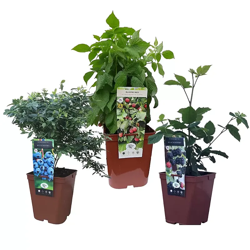 Win a Trio of Plants
