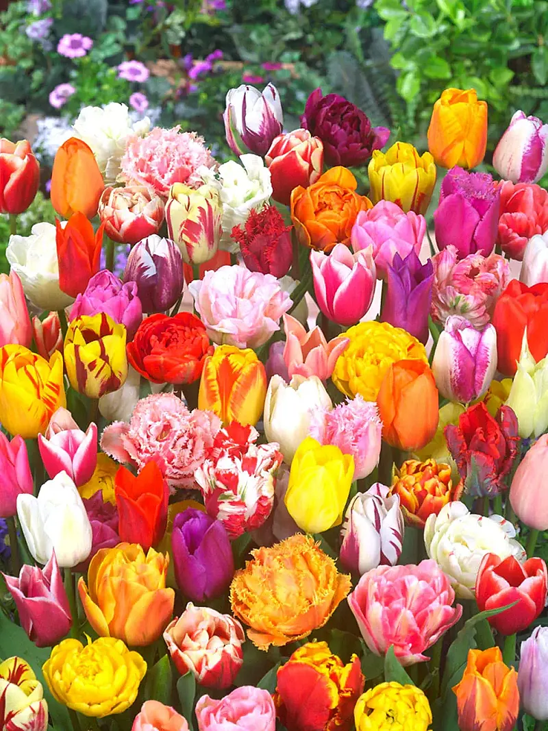 Win An Eternal Spring Tulip Mix